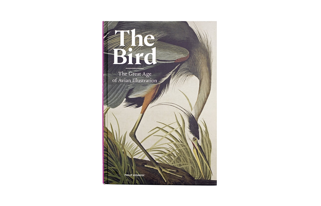 The Bird by Philip Kennedy